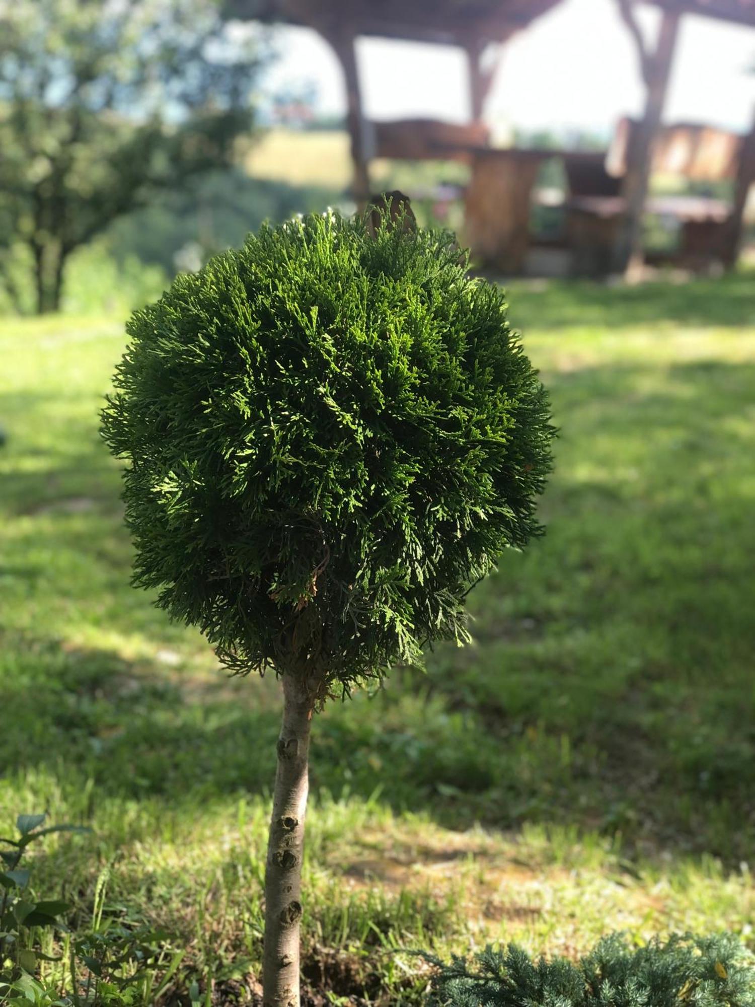 Cabana Dintre Fagi Poiana Mărului 외부 사진