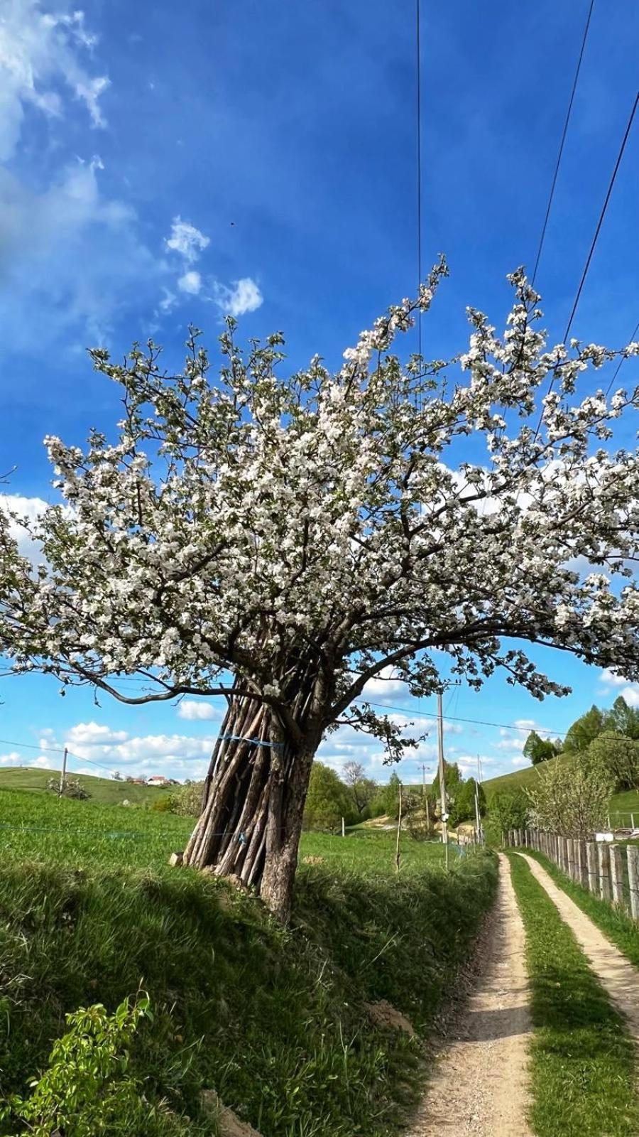 Cabana Dintre Fagi Poiana Mărului 외부 사진