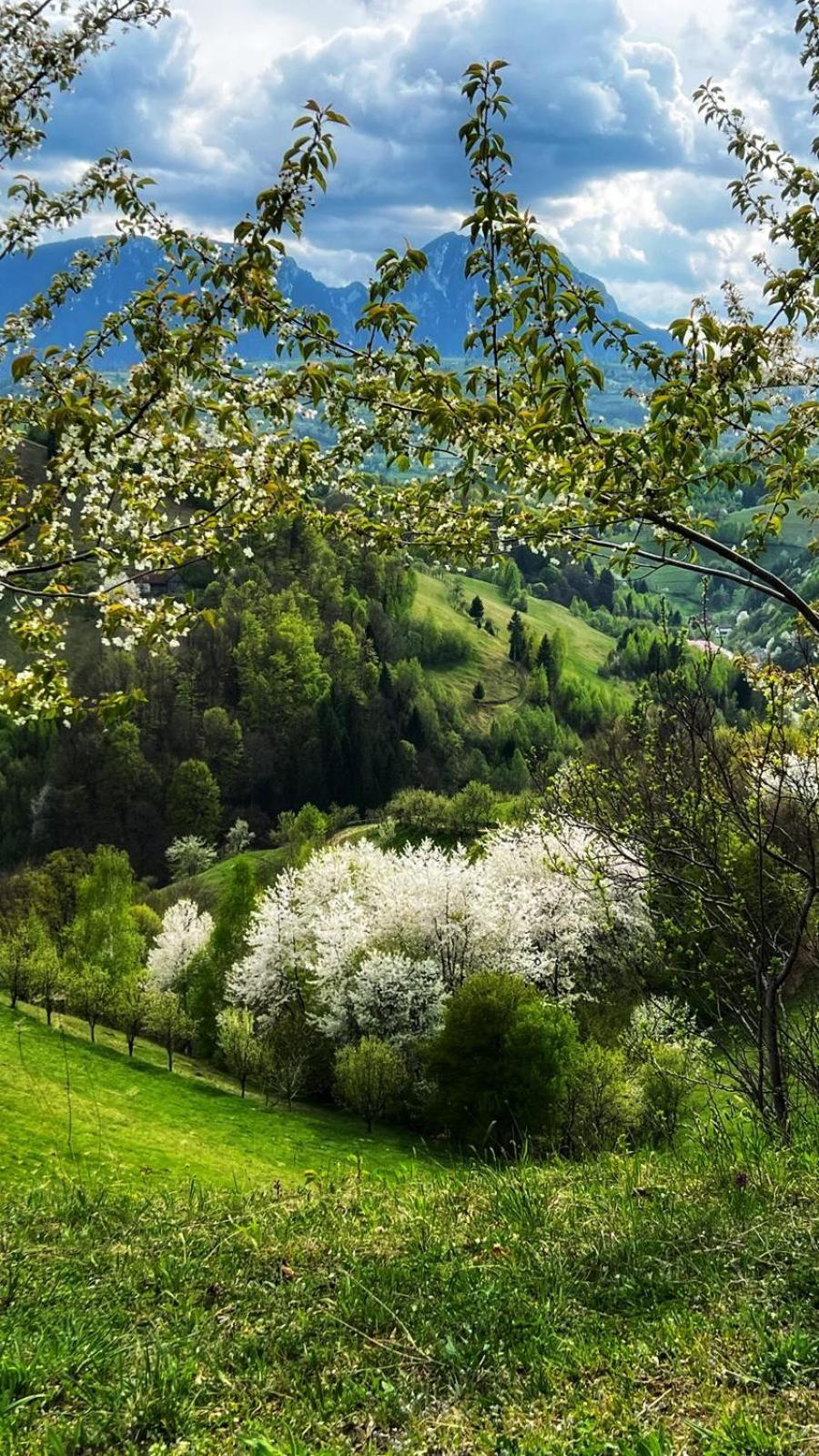 Cabana Dintre Fagi Poiana Mărului 외부 사진