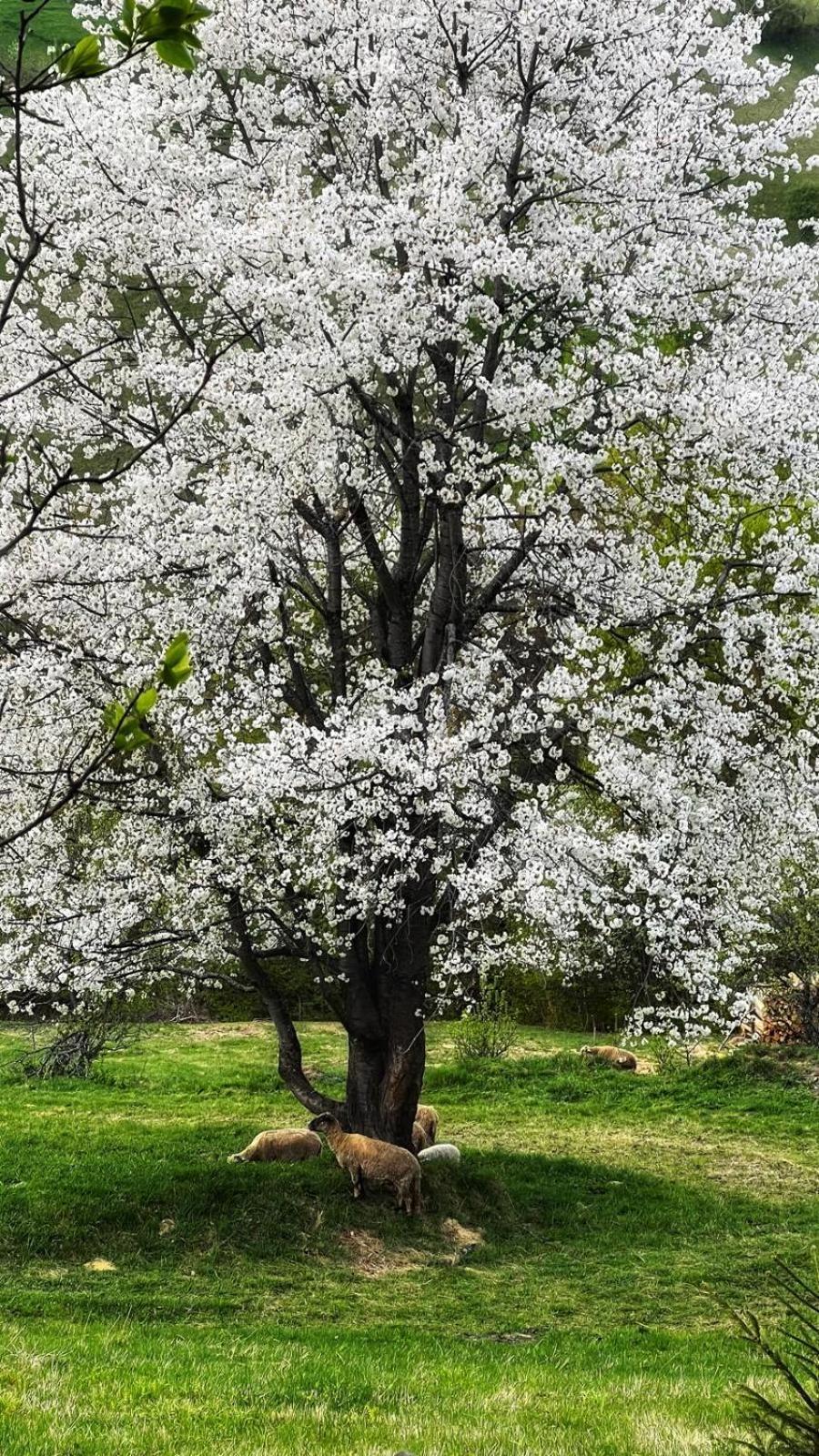 Cabana Dintre Fagi Poiana Mărului 외부 사진