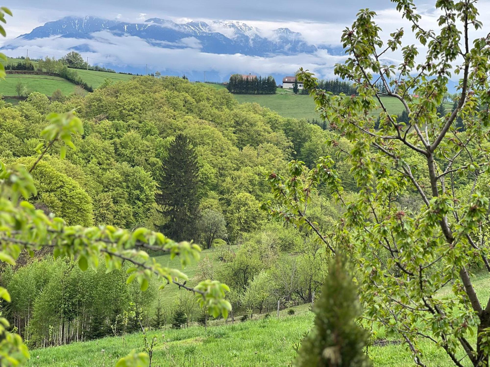 Cabana Dintre Fagi Poiana Mărului 외부 사진